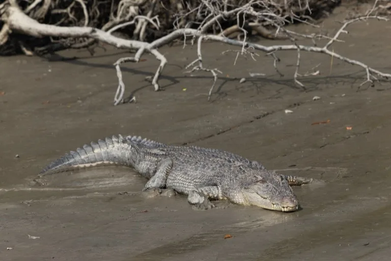 Sundarbans National Park 3