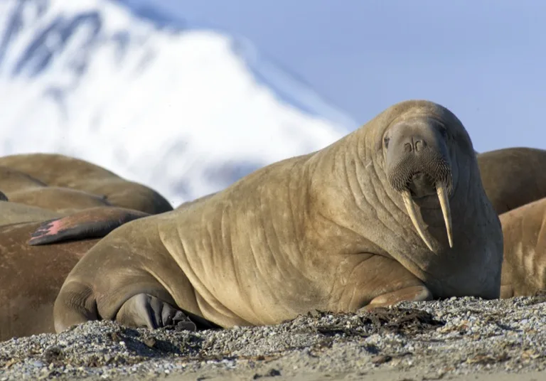 Walrus