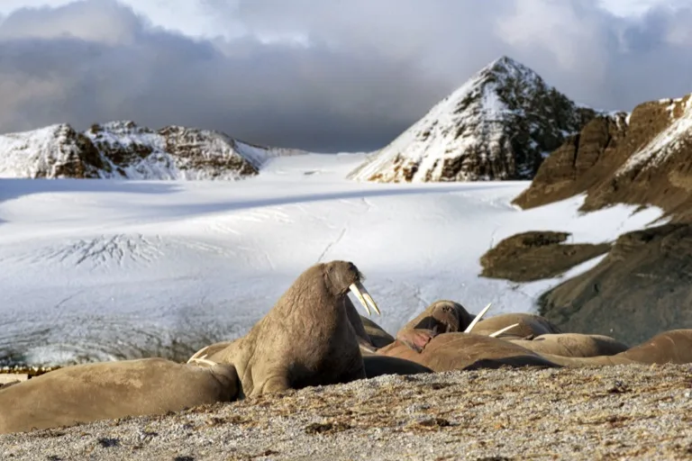 Walruses