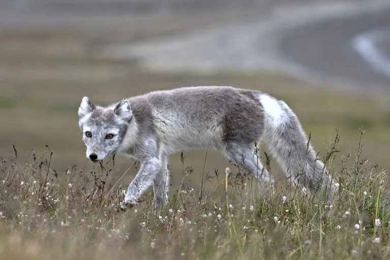 Arctic Fox