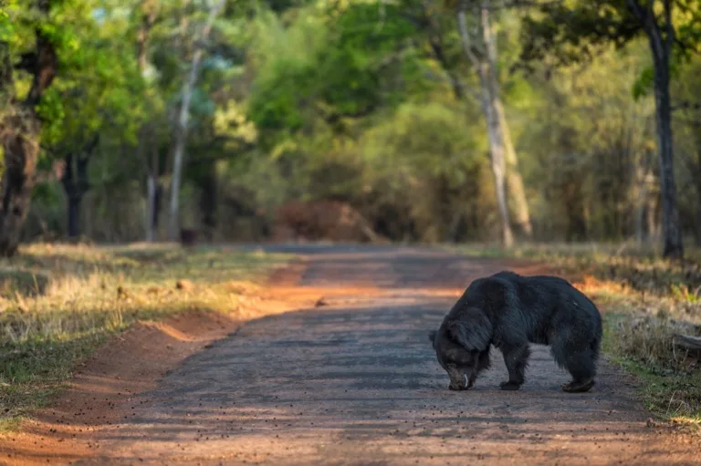 Tadoba-Andhari Tiger Reserve / Pench 1