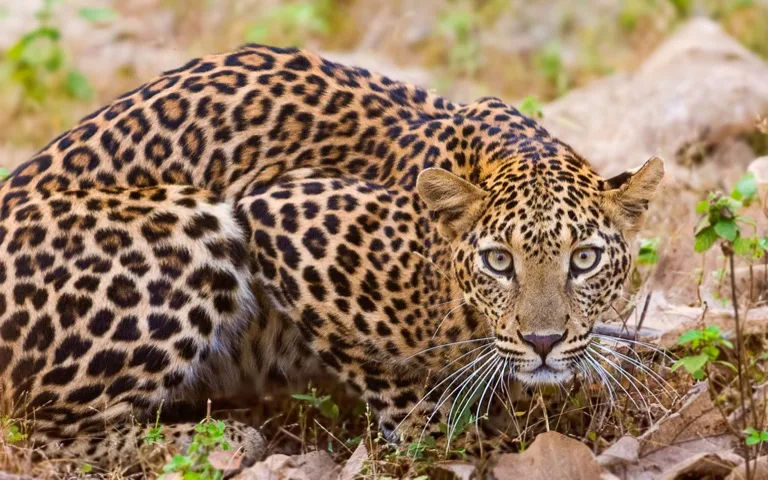 Tadoba-Andhari Tiger Reserve / Pench 2