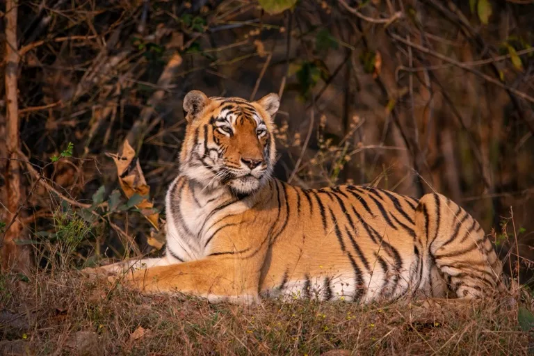 Tadoba-Andhari Tiger Reserve / Pench 4
