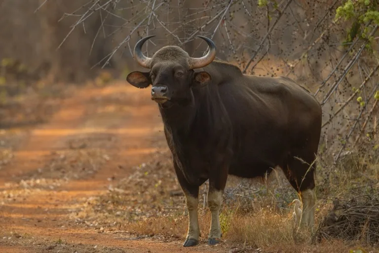 Tadoba-Andhari Tiger Reserve / Pench