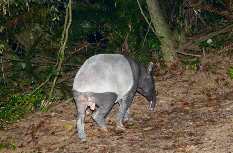 Taman Negara National Park 5