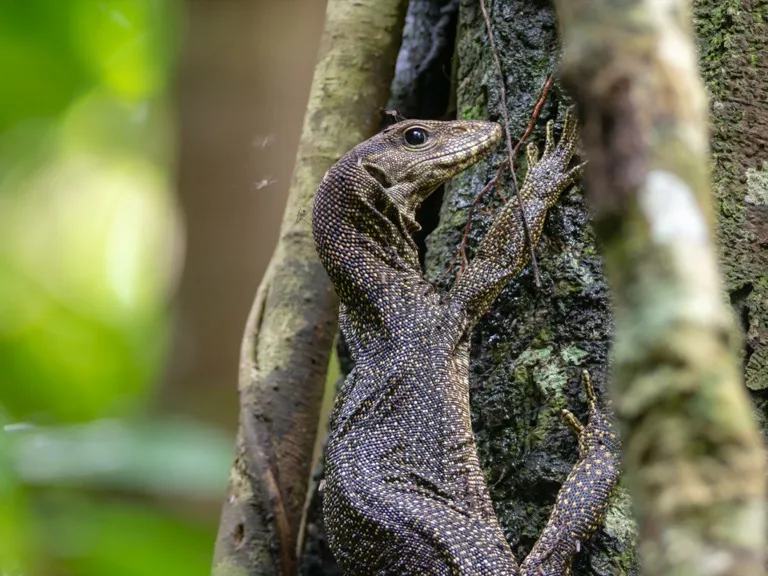 Taman Negara National Park 3