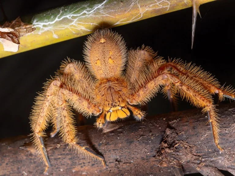 David Bowie Spider Heteropoda davidbowie