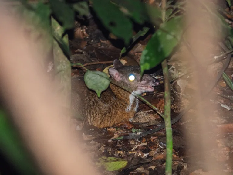 Taman Negara National Park 2