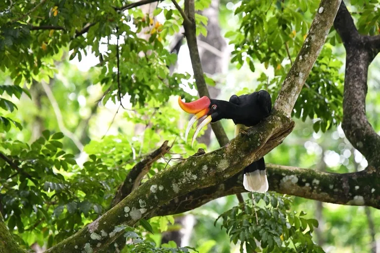 Taman Negara National Park 1