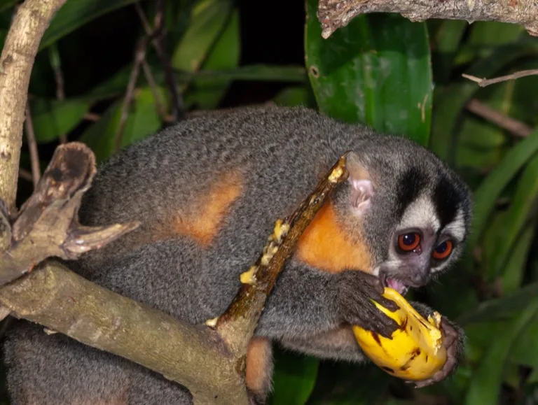 Tambopata National Reserve 5
