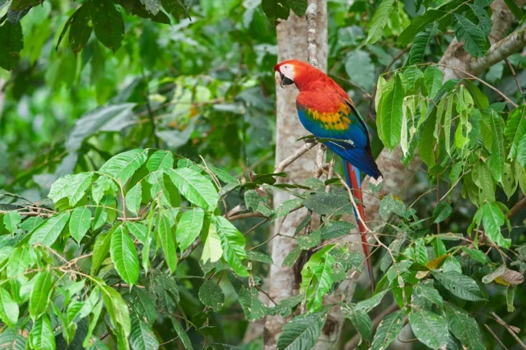 Tambopata National Reserve 1
