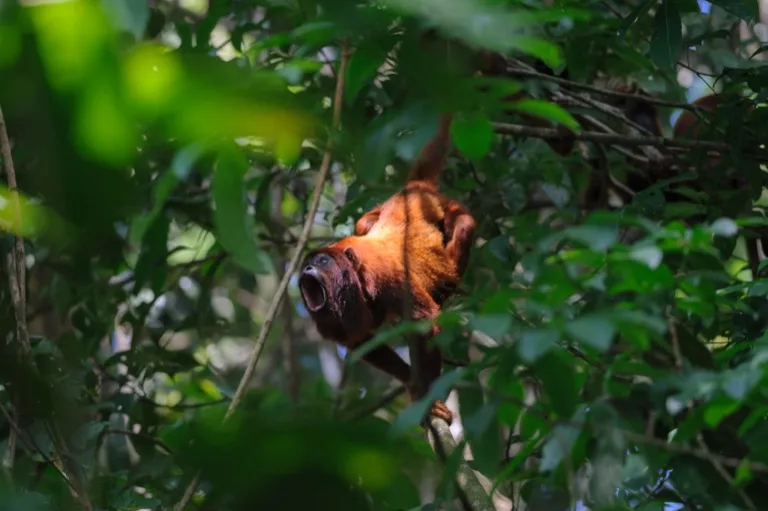 Tambopata National Reserve 2