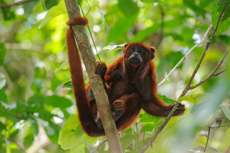 Tambopata National Reserve
