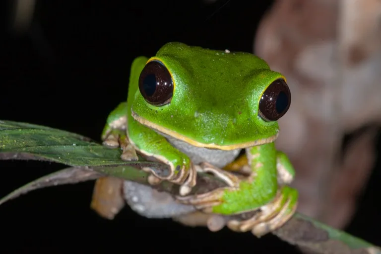 Tambopata National Reserve 3