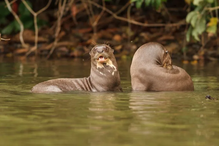 Tambopata National Reserve 7