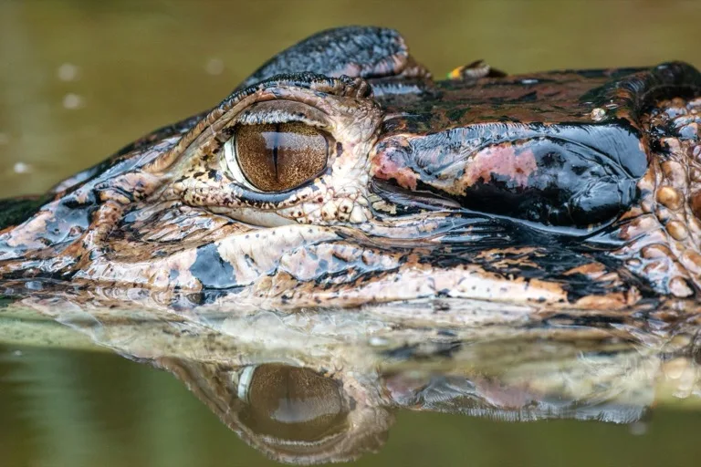 Tambopata National Reserve 6