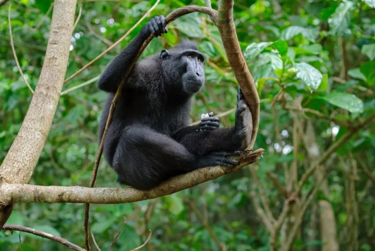 Tangkoko Nature Reserve