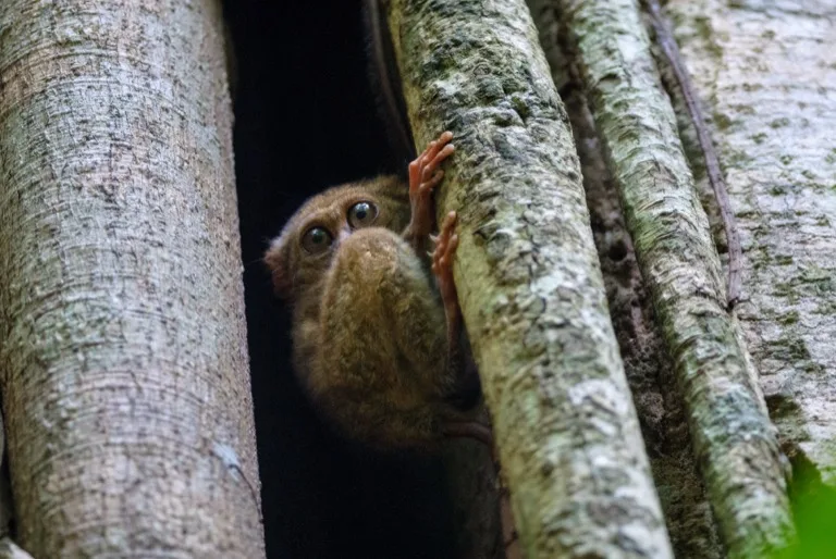 Tangkoko Nature Reserve 2