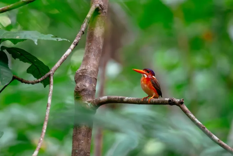 Tangkoko Nature Reserve 1
