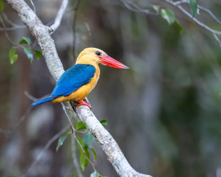 Tanjung Puting National Park 1