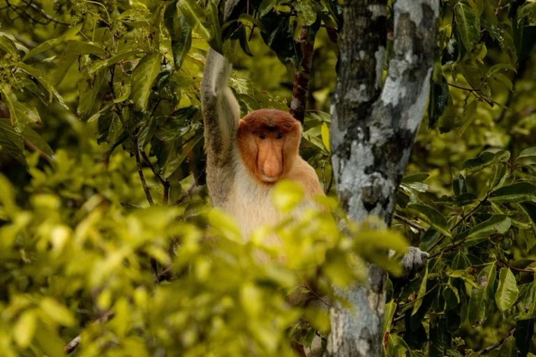 Tanjung Puting National Park 2