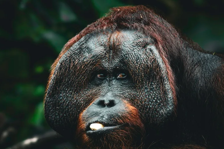 Tanjung Puting National Park