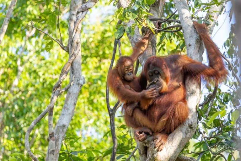 Tanjung Puting National Park 3