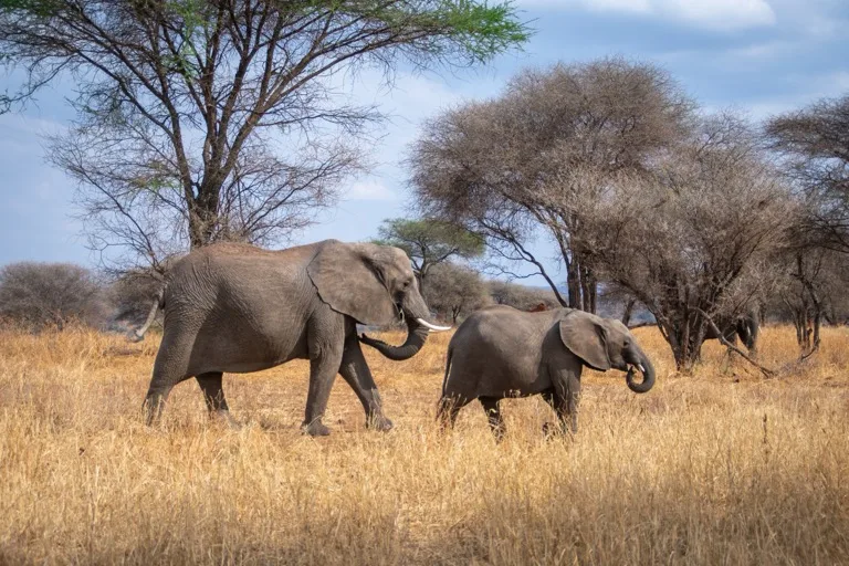 Tarangire National Park 1