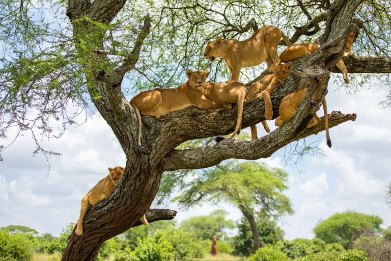 Tarangire National Park