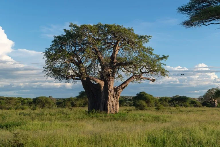 Tarangire National Park 2