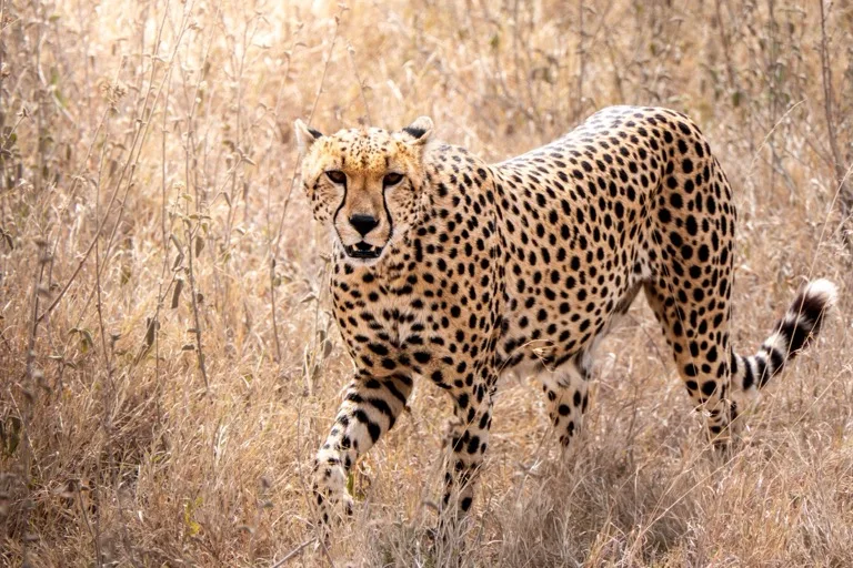Tarangire National Park 3