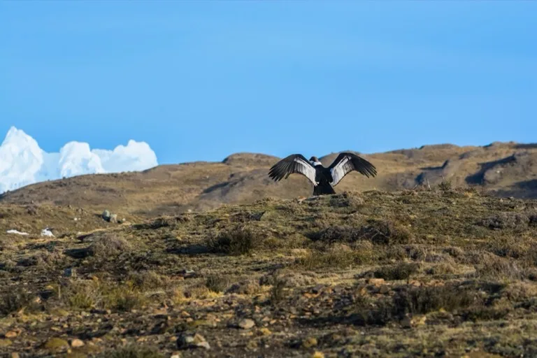 Torres del Paine 3