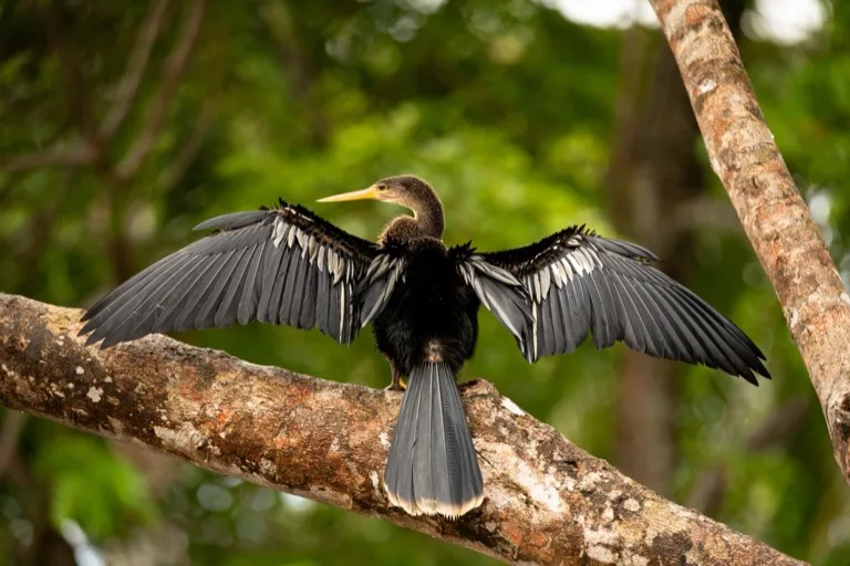 Tortuguero National Park 2