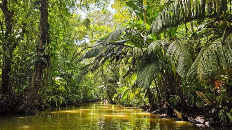 Tortuguero National Park 4