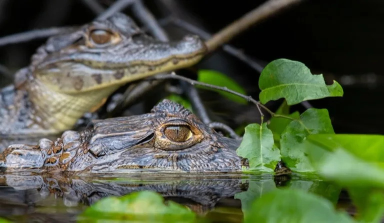 Tortuguero National Park