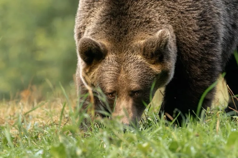 Carpathian Bear and Wolf Regions / Transylvania