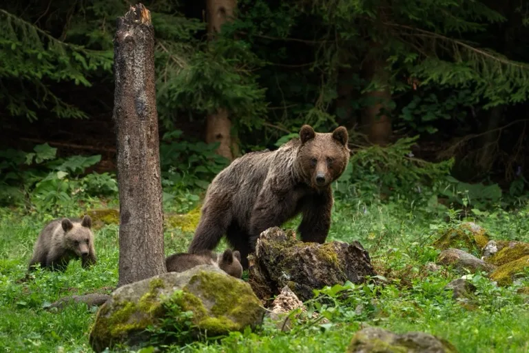 Carpathian Bear and Wolf Regions / Transylvania 2