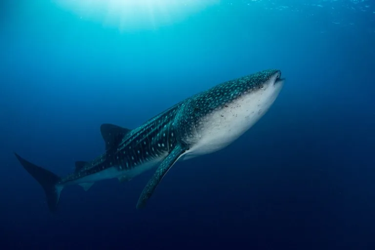 Tubbataha Reefs Natural Park 4