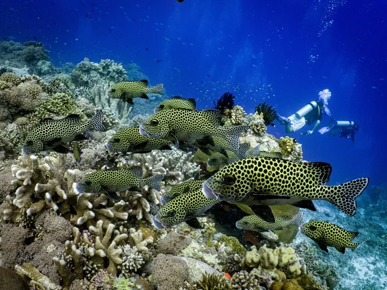 Tubbataha Reefs Natural Park 3