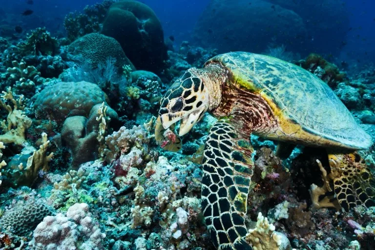 Tubbataha Reefs Natural Park 2