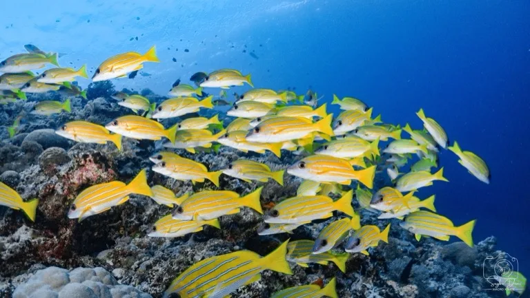 Marine life, beautiful reef of Tubbataha
