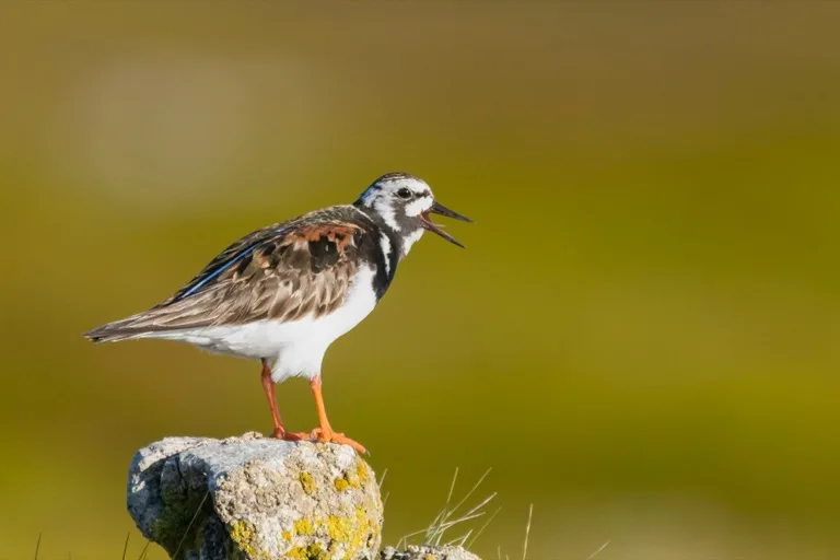 Varanger Peninsula / Hornoya 2
