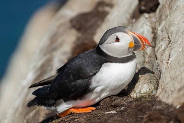 Varanger Peninsula / Hornoya 3
