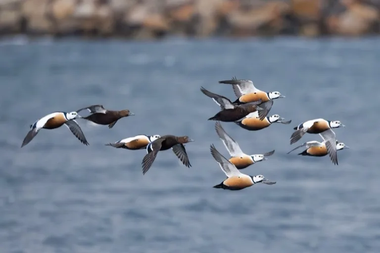 Varanger Peninsula / Hornoya