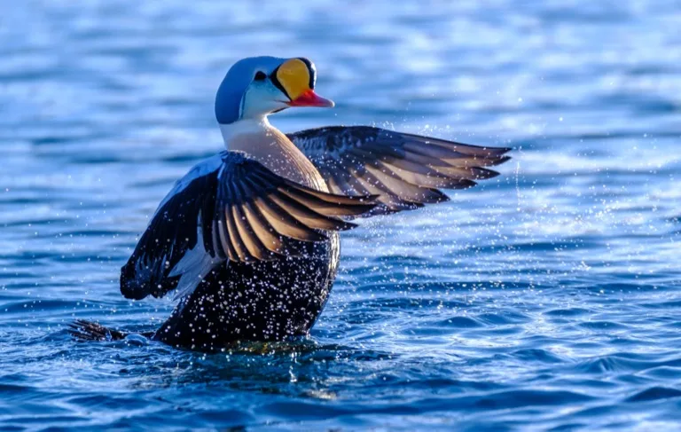 Varanger Peninsula / Hornoya 4