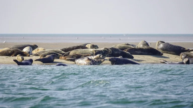 Wadden Sea National Park 3