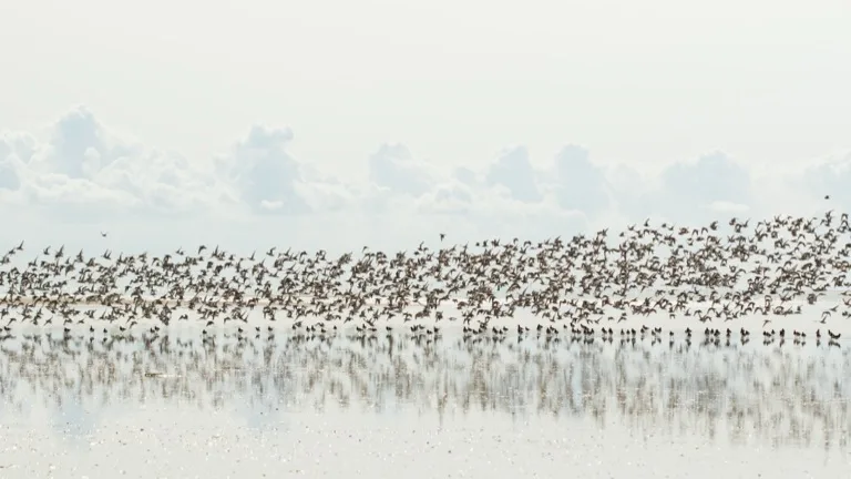Wadden Sea National Park 2
