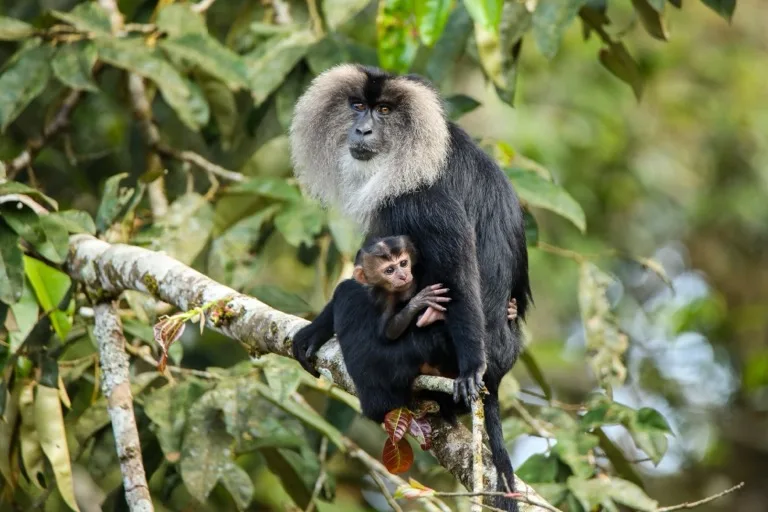 Wester Ghats - Anamalai Tiger Reserve / Valparai 1