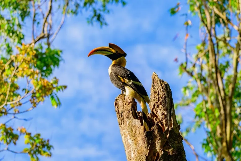 Wester Ghats - Anamalai Tiger Reserve / Valparai