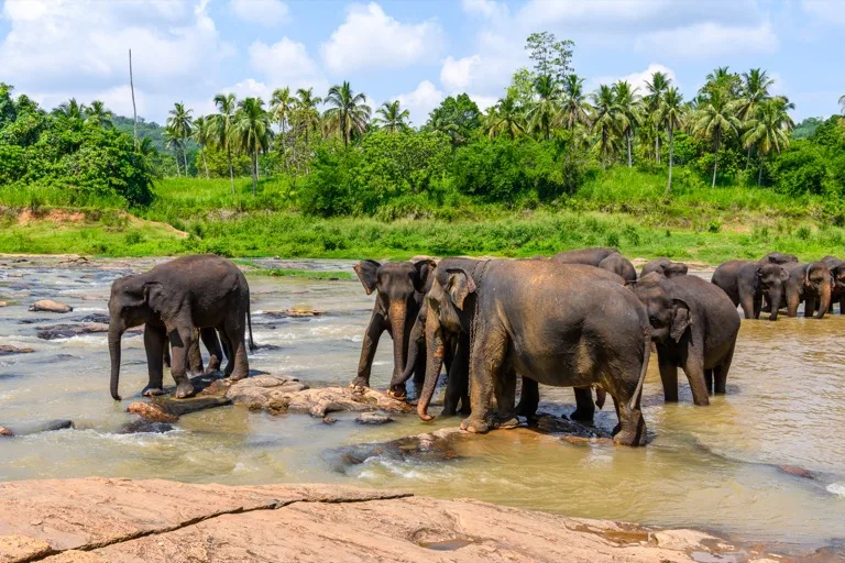 Wilpattu National Park 2